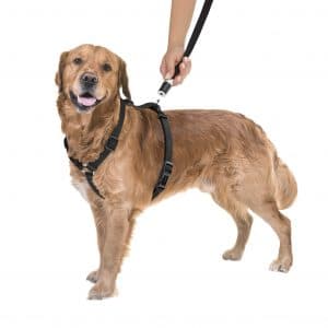 GOLEYGO Hundeleine mit dem „Klick“