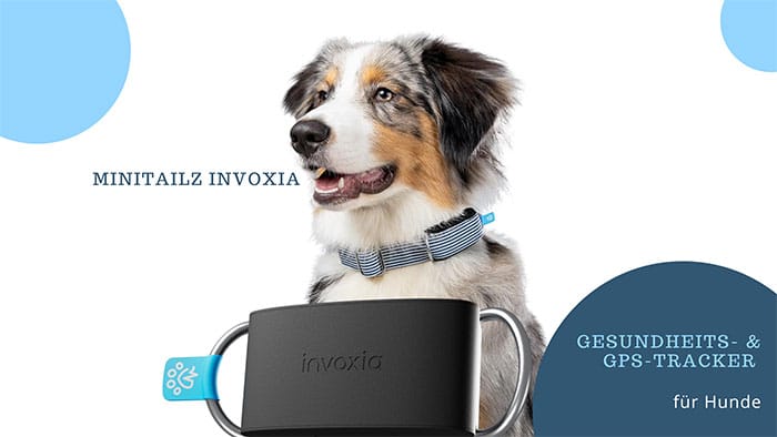 Hundegesundheit im Blick: Minitailz Invoxia