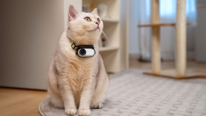 Insta360 GO 3S Katze mit umgehängter Kamera