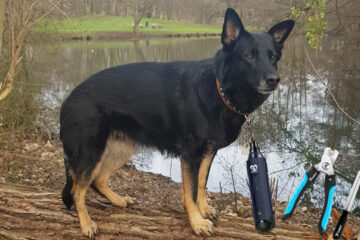 Hundekrallen schneiden oder schleifen?