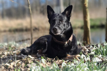 DNA-Tests für Hunde