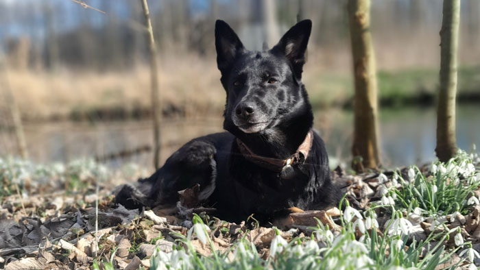 DNA-Test für Hunde