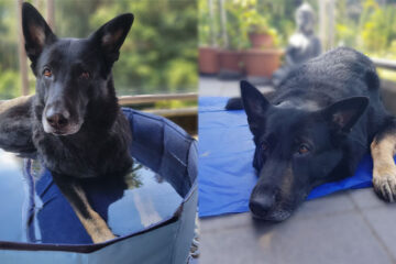 Sommer-Erfrischung für Hunde 2025