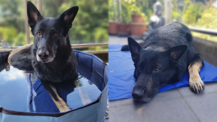 Sommer-Erfrischung für Hunde 2025