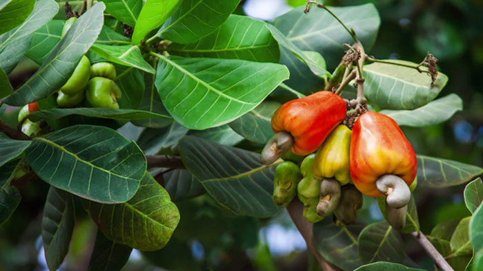 Der Cashewapfel: Die unterschätzte Frucht