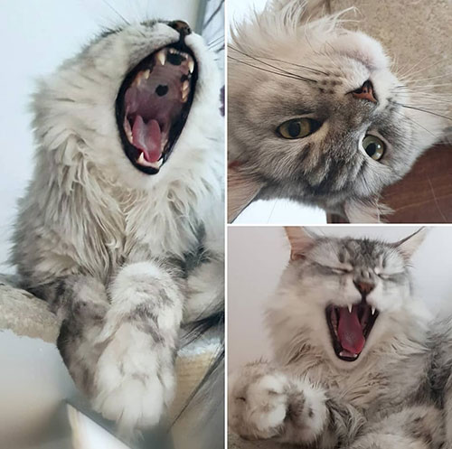 Maine Coon Katze