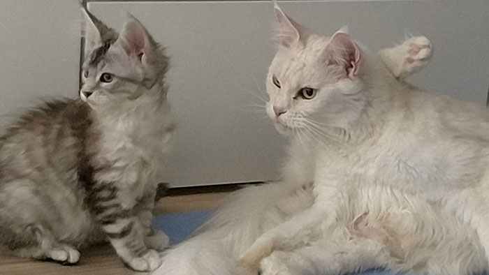 Zwei Katzen