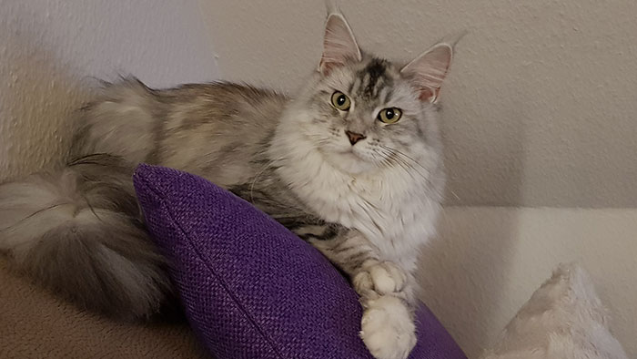 Maine Coon Katze